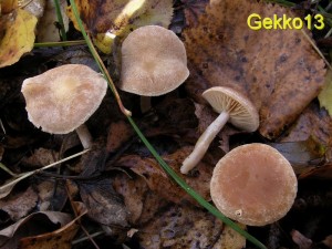 Tubaria furfuracea.jpg