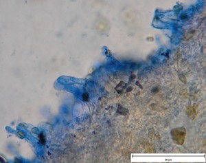 tubaria furfuraceaMikro.jpg