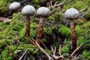 Tulostoma1.jpg