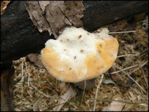 Tyromyces.jpg