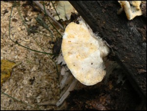 Tyromyces 2.jpg