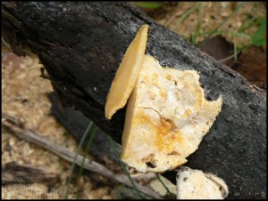Tyromyces 3.jpg
