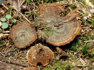 ubkatec pohrkovit - Coltricia perennis 2.jpg