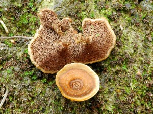 ubkatec pohrkovit - Coltricia perennis 2 (1).jpg