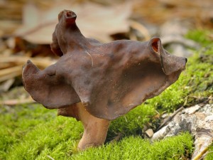 Uch epcovit - Gyromitra infula (8).jpg