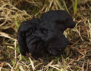 UchacObecny03.jpg