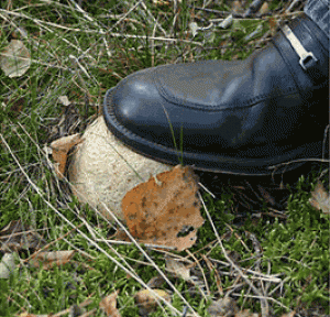 Untitled-1pychavka.gif