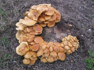 upinovka ndhern-Gymnopilus junonius.jpg