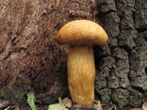 upinovka ndhern-Pholiota spectabilis.jpg