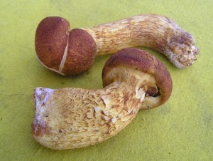 upinovkaP9060019.jpg