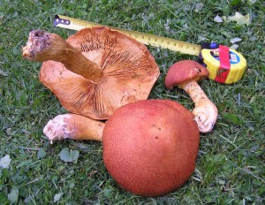 upinovkaP906001.jpg