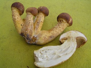upinovkaP9060022.jpg