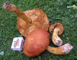 upinovkaP906002.jpg