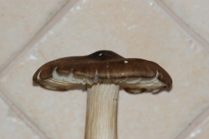 uren3.jpg