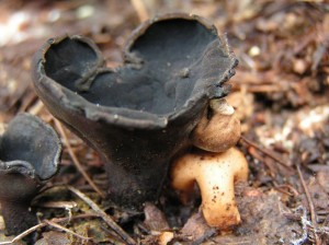 urnulageastrum.jpg