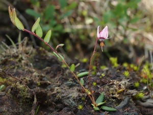 Vaccinium oxycoccos syn Oxycoccus palustris.jpg