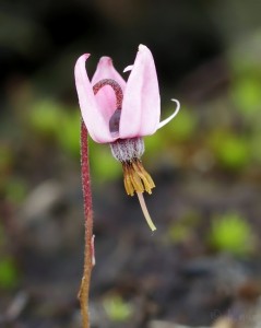 Vaccinium oxycoccos syn Oxycoccus palustris (2).jpg
