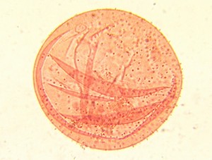 velum - bunka.jpg