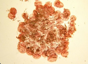 velum.jpg