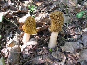 Verpa bohemica-22.4.2005.jpg