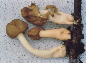 Verpa sp.jpg