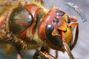 Vespa_crabro.jpg