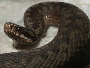 Vipera berus.jpg