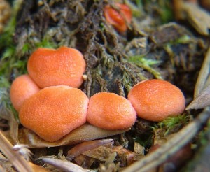 Vl mlko - Lycogala epidendrum (1).jpg