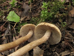 vlknice Bongardova-Inocybe bongardii1.jpg