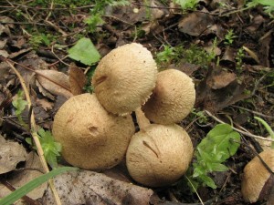 vlknice Bongardova-Inocybe bongardii2.jpg
