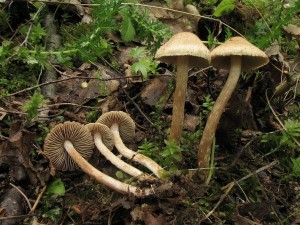vlknice Bongardova-Inocybe bongardii.jpg