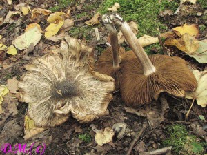 vl�knice dymnivkov�-Inocybe corydalina 1.jpg