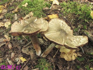 vlknice dymnivkov -Inocybe corydalina.jpg