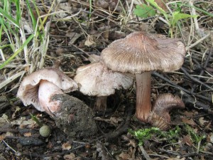 vlknice jursk-Inocybe adequata(jurana).jpg