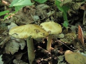 vlknice rozpraskan-Inocybe rimosa1.jpg