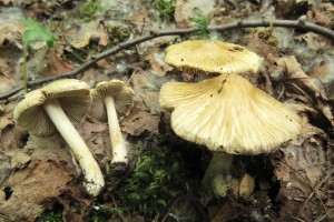 vlknice rozpraskan-Inocybe rimosa.jpg