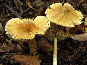vlknice rozpraskan-Inocybe rimosa.jpg