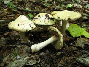 vlknice zaervenal-Inocybe erubescens2.jpg