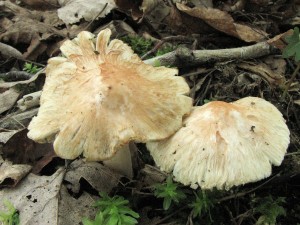 vlknice zaervenal-Inocybe erubescens3.jpg