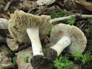 vlknice zaervenal-Inocybe erubescens4.jpg