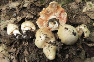 vlknice zaervenal-Inocybe erubescens 1.jpg