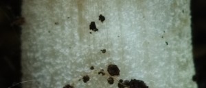 VlakniceSP-Caulocystidy.jpg