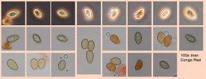 VlaniceSpores.jpg