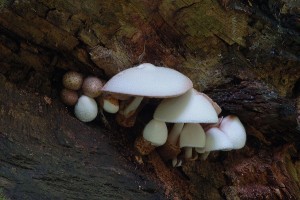 Volvariella bombycina1.jpg