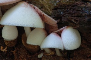 Volvariella bombycina2.jpg