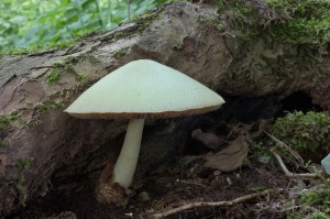 Volvariella_bombycina2.jpg