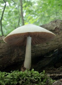 Volvariella_bombycina.jpg