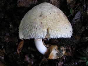Volvariella bombycina.JPG