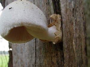 Volvariella bombycina_2.jpg