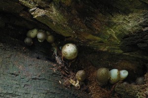 Volvariella bombycina.jpg